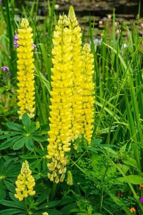 Lupin jaune : Avantages nutritionnels et d'amélioration des sols