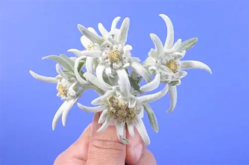 Edelweiss symbolism