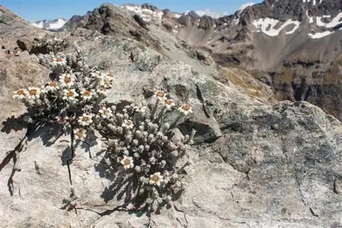 Qışlayan edelweiss: qışda bitkini necə qorumaq olar