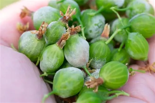 powdery mildew gooseberry