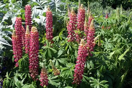 Lupine tuin