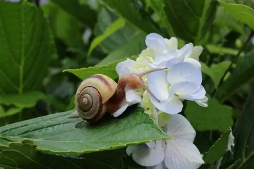 Hydrangea snail Hydrangea snail