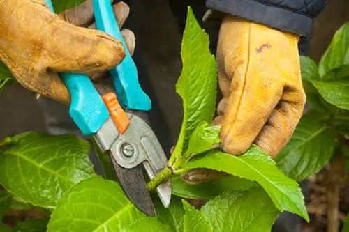 El otoño es tiempo de cortar: así es como se pueden acortar las hortensias de forma óptima