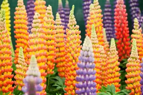 Lupine in een pot