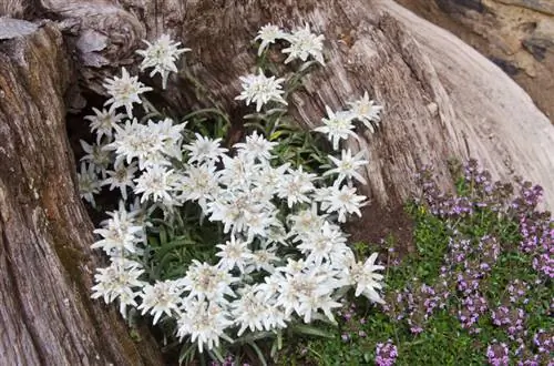 Edelweiss in die tuin: Hoe om dit korrek te plant en te versorg