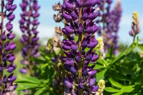 Lupins verinosos