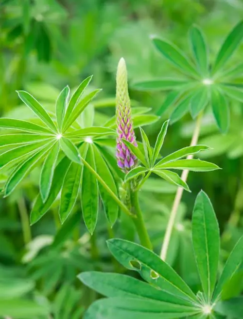 Lupini perenni: splendore di facile manutenzione per il tuo giardino