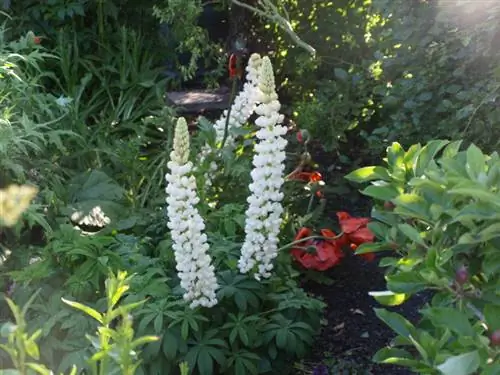 Lupinen: populaire vaste planten voor tuinen en containers