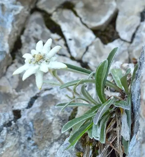 Edelweiss en invierno: cómo proteger la planta adecuadamente