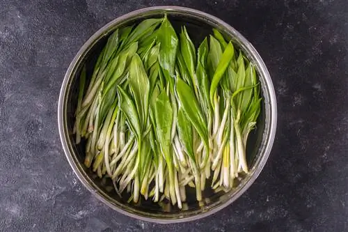 Wash wild garlic correctly - you have to pay attention to this