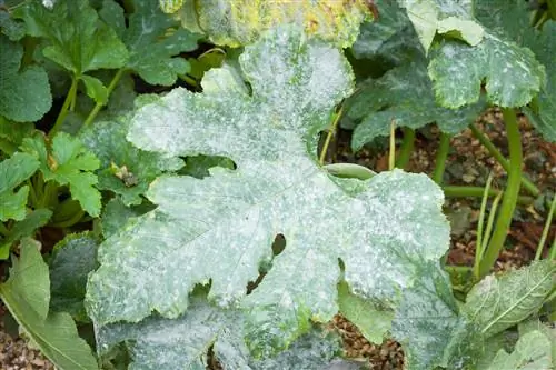 Fjern mugg fra zucchinibladene