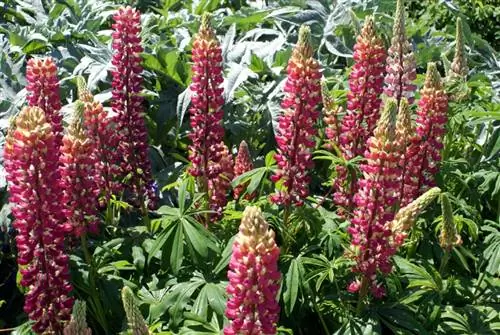 Lupinen succesvol overwinteren: tips voor tuin en pot