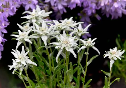 Plant edelweiss in 'n pot: Hier is hoe om dit stap vir stap te doen