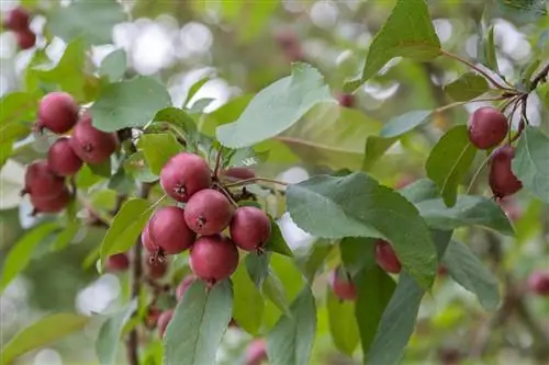 Recognize and treat powdery mildew on crabapples