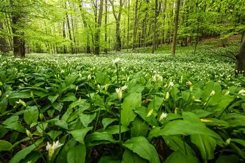 laukinių česnakų augimas