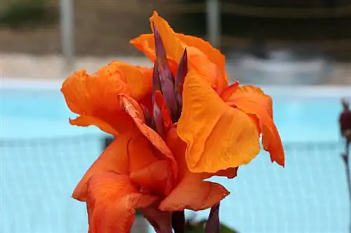 Fertilize canna