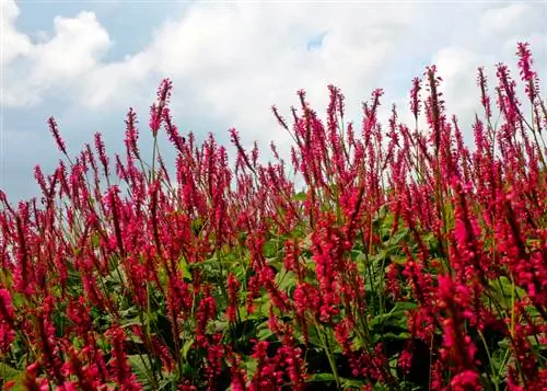 Knotweed-arter: olika växter för trädgården och köket