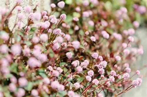 Knotweed terras