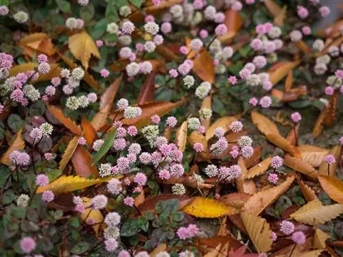 Zemin örtüsü olarak Knotweed: Bir bakışta en iyi çeşitler