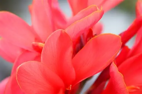 Coltiva con successo la canna da fiore di Canna nel tuo giardino