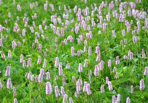 Duizendknoop als potplant