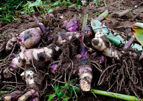 Tubercles de Canna: cura, plantació i hivernada