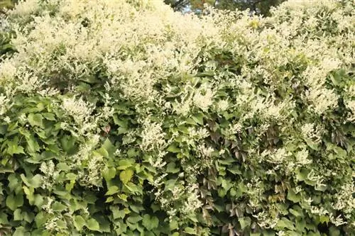 Knotweed kaip vijoklinis augalas: augimas, priežiūra ir vieta