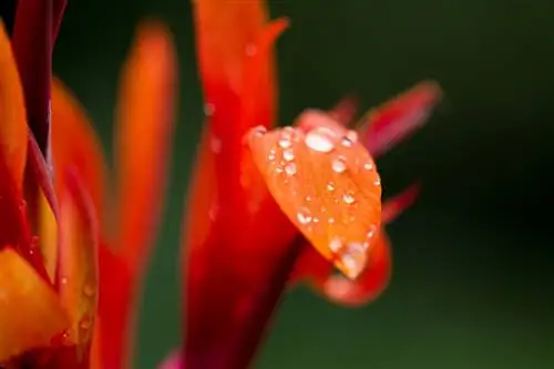 Canna in een pot planten: zo gedijt de tropische plant