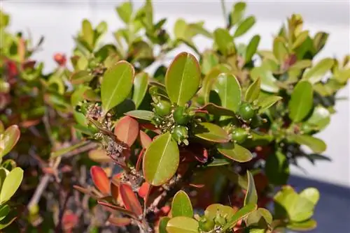 buah boxwood