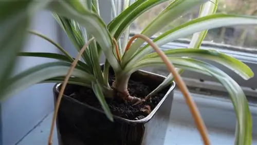 Yellow leaves on spider plants: causes and quick help