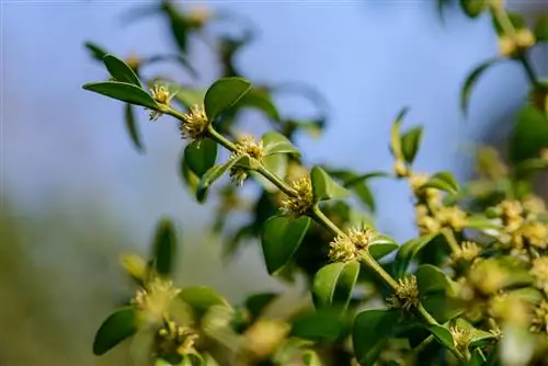 ฝุ่นดอกไม้ Boxwood