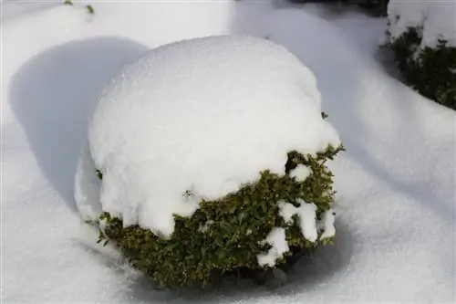 carico di neve di bosso