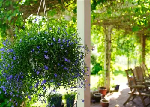 Fidèle d'Homme Suspendu : La plante idéale pour les paniers suspendus