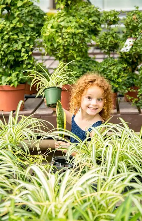 Groen lelie in hidrokultuur: Dit is hoe dit sonder enige probleme werk