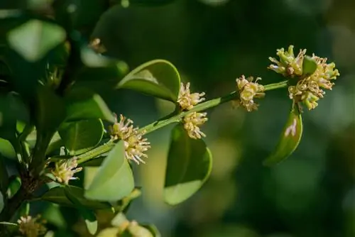 Boxwood smells like cat urine