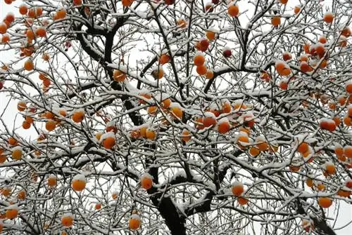 Árbol de caqui en Alemania