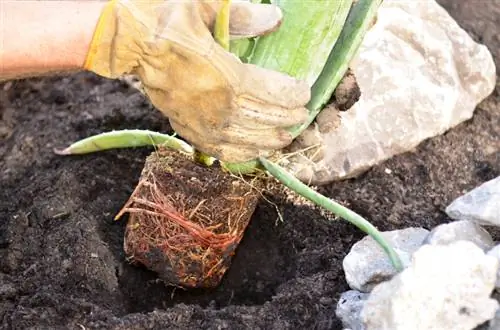 Aloe veranın əkilməsi: yer, yayılma və qulluq üçün göstərişlər