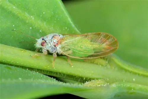 boxwood-green-flies