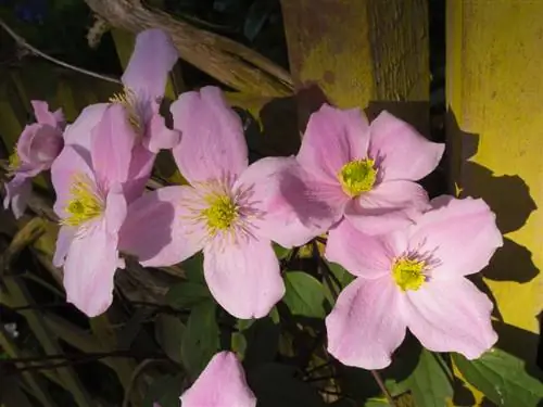 A Clematis montana 'Rubens' darabolása