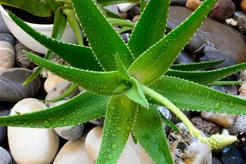 Cuidar adecuadamente el aloe vera: ubicación, riego, fertilización ¡y más