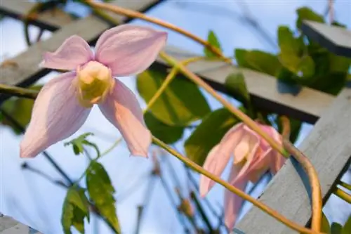 Clematis Montana: Snoei vir gesonde groei