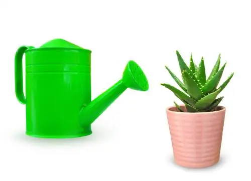 Watering aloe vera: The right amount and frequency of water