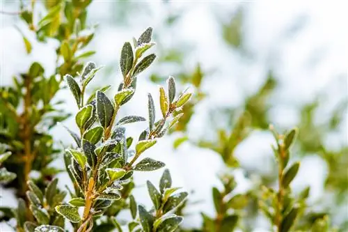 cutting boxwood when there is frost