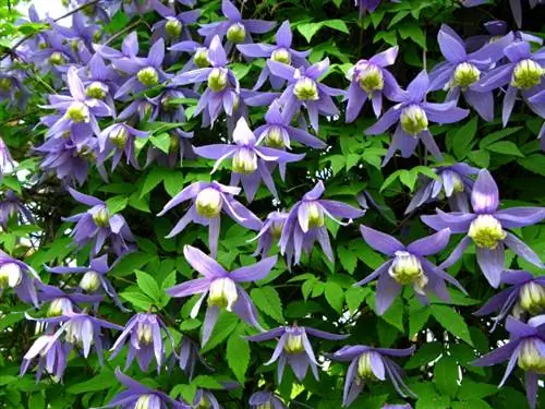 Clematis planting distance