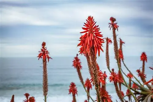 Cuidando el aloe del árbol