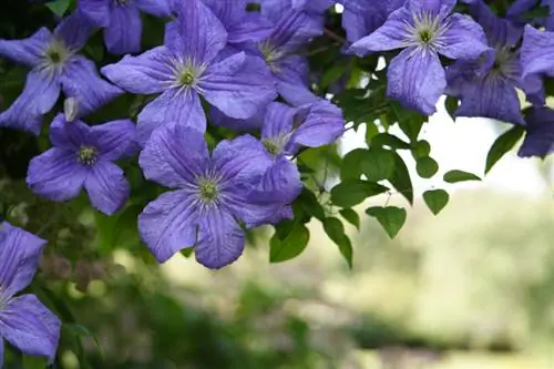 Clematis per a llocs ombrívols: Alpina, Viticella & Co