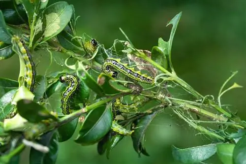 Larva zuensler kayu kotak