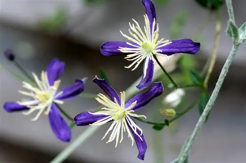 Clematis škodljivci