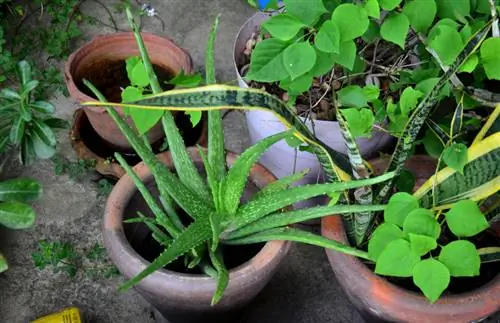 Aloe vera och agave: medicinalväxter i jämförelse