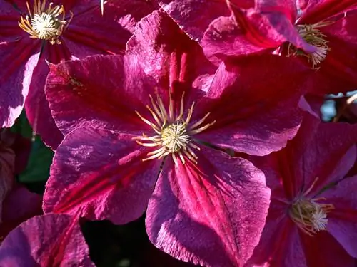 Klematis blommar på sommaren: Vilka sorter är övertygande?